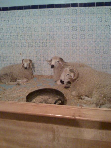 l� c nous motons de �id c beau ......tdabhou